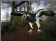Falcon strike